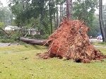 Storm damage fallen trees